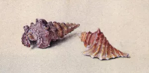 Study of Two Shells by John Ruskin Oil Painting