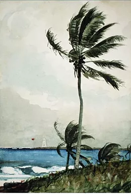 Palm Tree, Nassau by Winslow Homer Oil Painting
