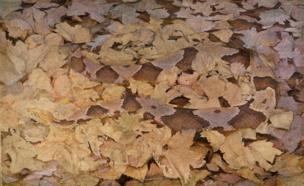 Main Product Photo of Copperhead Snake on Dead Leaves, study for book Concealing Coloration in the Animal Kingdom  Painting by Abbott Handerson Thayer