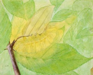 Lunar Caterpillar, Study for Book Concealing Coloration in the Animal Kingdom by Abbott Handerson Thayer Oil Painting