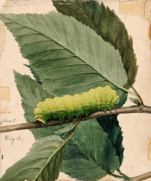 Lunar Caterpillar, study for book Concealing Coloration in the Animal Kingdom by Abbott Handerson Thayer Oil Painting