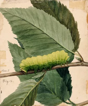 Lunar Caterpillar, study for book Concealing Coloration in the Animal Kingdom by Abbott Handerson Thayer Oil Painting