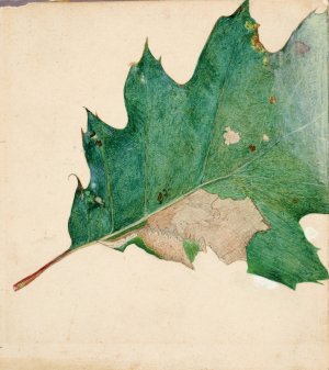 Oligocentra Lignicolor, Walker, Study for Book Concealing Coloration in the Animal Kingdom by Abbott Handerson Thayer Oil Painting