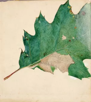 Oligocentra Lignicolor, Walker, Study for Book Concealing Coloration in the Animal Kingdom by Abbott Handerson Thayer Oil Painting