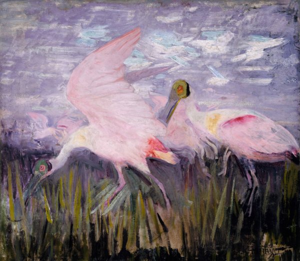 Main Product Photo of Roseate Spoonbills, study for book Concealing Coloration in the Animal Kingdom  Painting by Abbott Handerson Thayer