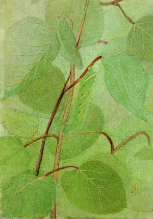 Sphinx Caterpillar, Study for Book Concealing Coloration in the Animal Kingdom by Abbott Handerson Thayer Oil Painting