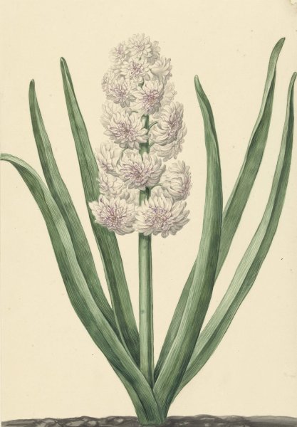 Main Product Photo of De rozewitte hyacint Staaten Generaal  Painting by Abraham Hendrik Van Beesten