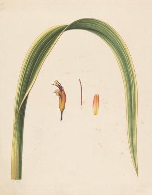 Studie van een blad en een bloem by Abraham Jacobus Wendel Oil Painting