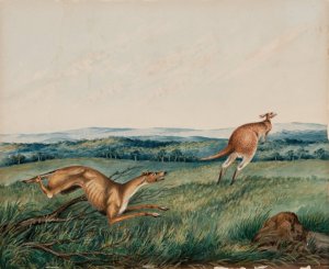 Dog chasing a kangaroo Oil painting by Adam Gustavus Ball
