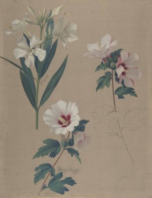 Study of Hibiscus Plants by Adolf Senff Oil Painting