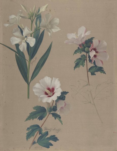 Study of Hibiscus Plants  by Adolf Senff - Hand-Painted Oil Painting Reproduction