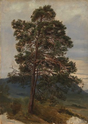 Study of a Pine Tree by Adolph Tidemand Oil Painting