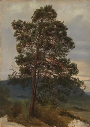 Study of a Pine Tree by Adolph Tidemand Oil Painting