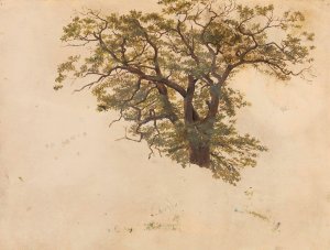 Study of an Oak Oil painting by Adolph Tidemand