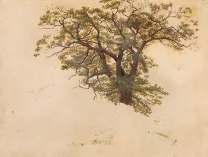 Study of an Oak by Adolph Tidemand Oil Painting