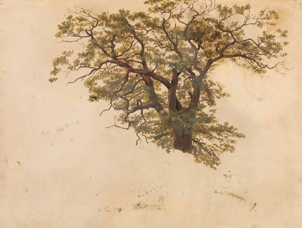 Study of an Oak  by Adolph Tidemand - Hand-Painted Oil Painting Reproduction
