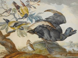 A Duck And Four Other Birds, Three On A Branch by Aert Schouman Oil Painting