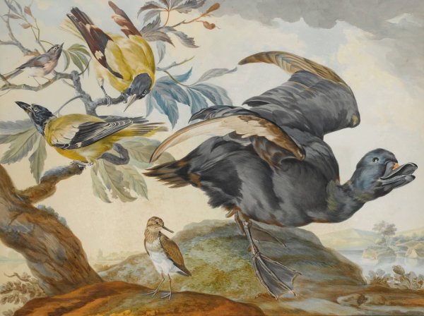 A Duck And Four Other Birds, Three On A Branch by Aert Schouman - Hand-Painted Oil Painting Reproduction