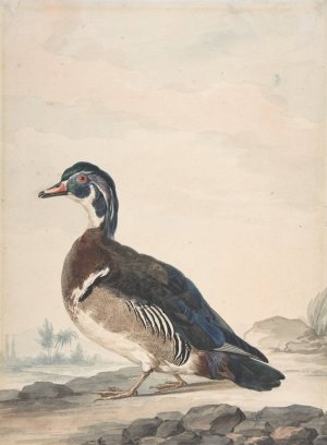 A Duck by Aert Schouman Oil Painting