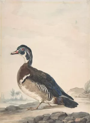 A Duck by Aert Schouman Oil Painting