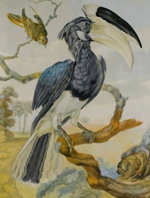 A Hornbill And Another Bird On A Branch by Aert Schouman Oil Painting