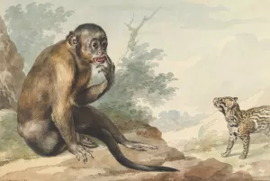 A Monkey Sitting on a Rock Looking at a Civet by Aert Schouman Oil Painting