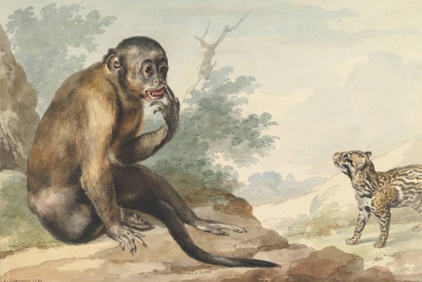 A Monkey Sitting on a Rock Looking at a Civet  by Aert Schouman - Hand-Painted Oil Painting Reproduction