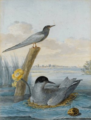 A Pair Of Black Terns With Nest And Egg In A River Landscape by Aert Schouman Oil Painting