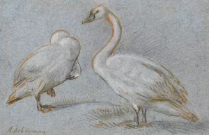A Pair Of Standing Swans, One Preening by Aert Schouman Oil Painting