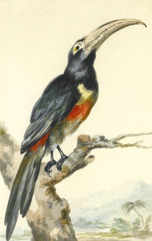 A Toucan Oil painting by Aert Schouman