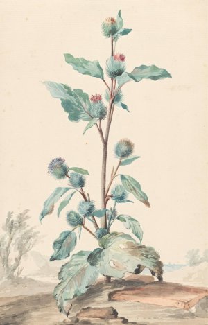 Distel Oil painting by Aert Schouman