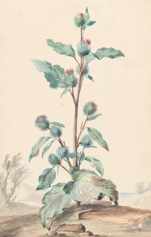 Distel by Aert Schouman Oil Painting