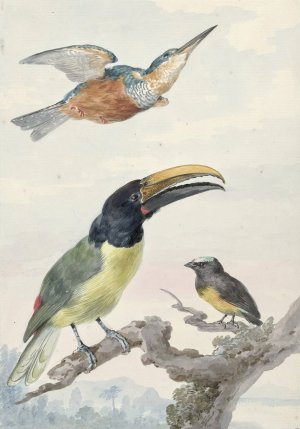 Drie vogels; een IJsvogel, een Prins von Wied's Toekan en een Organist by Aert Schouman Oil Painting