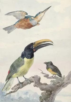 Drie vogels; een IJsvogel, een Prins von Wied's Toekan en een Organist by Aert Schouman Oil Painting