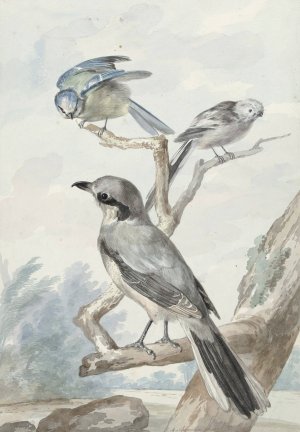 Drie vogels; een Staartmees, een Pimpelmees en een Klapekster of Grote Klauwier by Aert Schouman Oil Painting