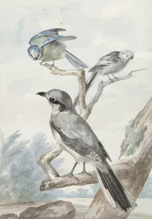 Drie vogels; een Staartmees, een Pimpelmees en een Klapekster of Grote Klauwier by Aert Schouman Oil Painting