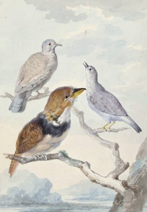 Drie vogels, twee Incaduiven en een gekraagde baardkoekoek by Aert Schouman Oil Painting