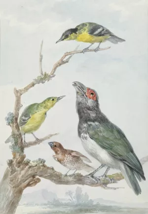 Four Different Birds on a Branch by Aert Schouman Oil Painting