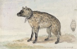 Gevlekte hyena by Aert Schouman Oil Painting