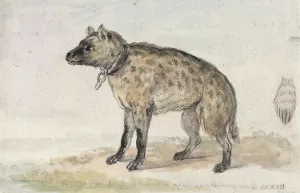 Gevlekte hyena by Aert Schouman Oil Painting