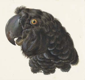 Head of a Cockatoo by Aert Schouman Oil Painting