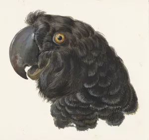 Head of a Cockatoo by Aert Schouman Oil Painting