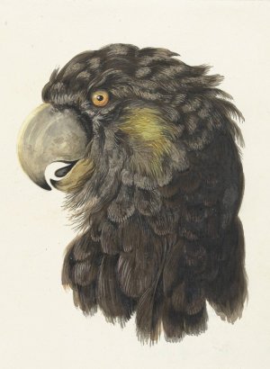 Head of a Cockatoo Oil painting by Aert Schouman