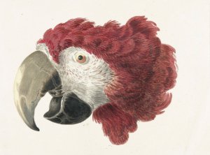 Head of a Macaw by Aert Schouman Oil Painting