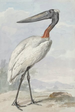 Jabiroe Oil painting by Aert Schouman