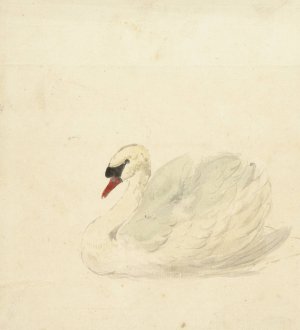 Knobbelzwaan by Aert Schouman Oil Painting