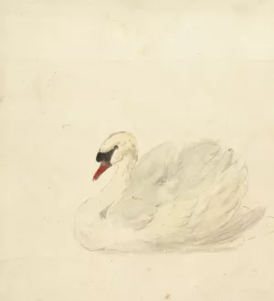 Knobbelzwaan by Aert Schouman Oil Painting