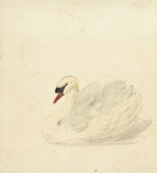 Knobbelzwaan  by Aert Schouman - Hand-Painted Oil Painting Reproduction