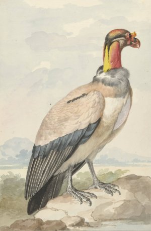 Koningsgier by Aert Schouman Oil Painting