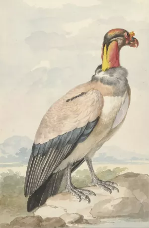 Koningsgier by Aert Schouman Oil Painting